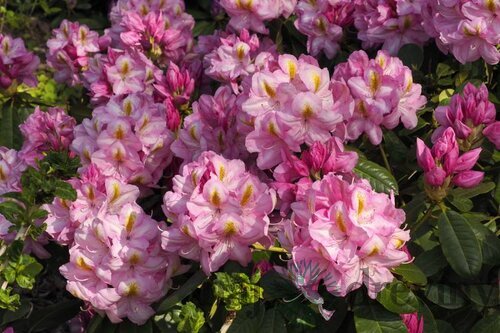 Rododendrón ‘Arkadius‘, výška 15/30 cm, v črepníku Rhododendron ‘Arkadius‘