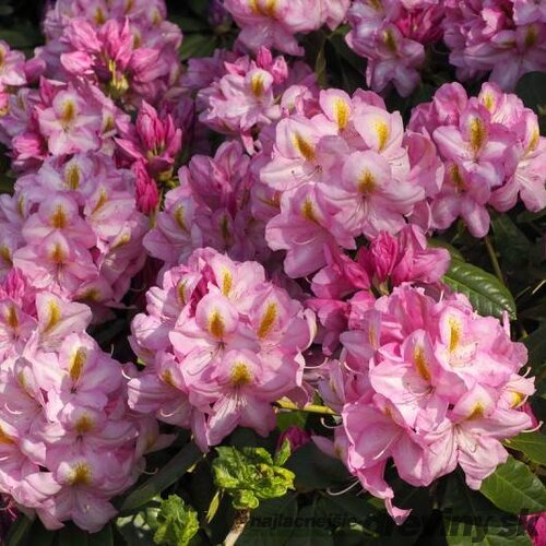 Rododendrón ‘Arkadius‘, výška 25/+ cm, v črepníku 4l Rhododendron ‘Arkadius‘
