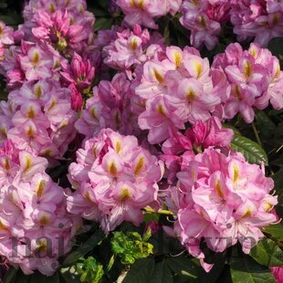 Rododendrón ‘Arkadius‘, výška 25/+ cm, v črepníku 4l Rhododendron ‘Arkadius‘