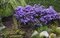 Rododendrón Azurika 25/35 cm v črepníku 3l Rhododendron Azurika