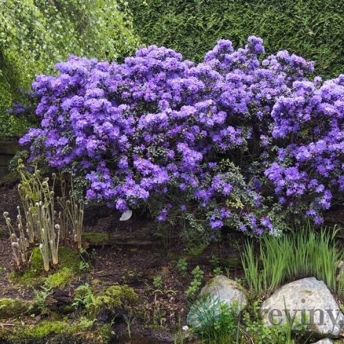 Rododendrón Azurika 25/35 cm v črepníku 3l Rhododendron Azurika