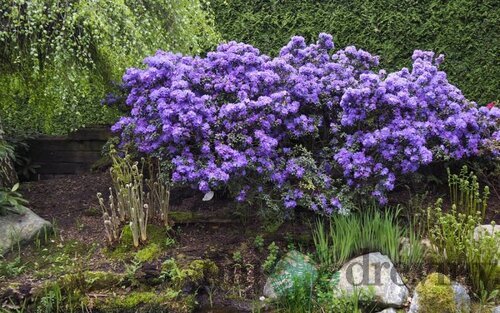 Rododendrón Azurika 25/35 cm v črepníku 3l Rhododendron Azurika
