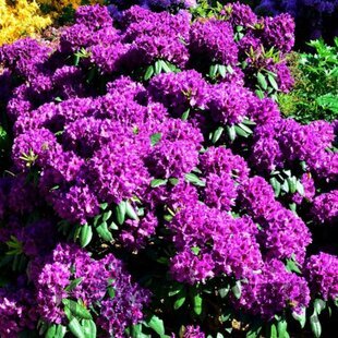 Rododendrón ‘Azurro‘, výška 40/60 cm, v črepniku 10l Rhododendron ‘Azurro‘