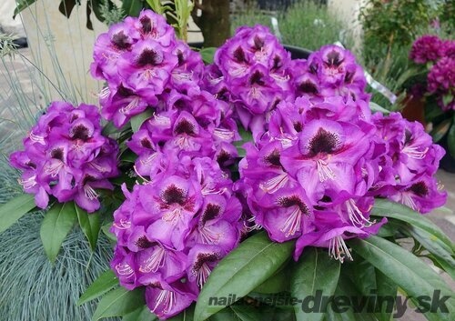 Rododendrón ‘Bariton‘, výška 25/+ cm, v črepníku 4l Rhododendron ‘Bariton‘