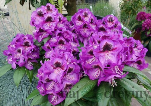 Rododendrón ‘Bariton‘, výška 25/+ cm, v črepníku 4l Rhododendron ‘Bariton‘
