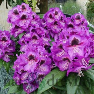 Rododendrón ‘Bariton‘, výška 25/+ cm, v črepníku 4l Rhododendron ‘Bariton‘