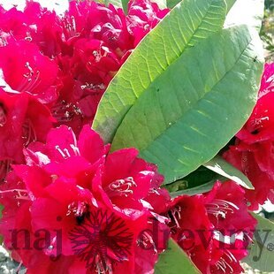 Rododendrón Bengal, výška 20/30 cm, v črepníku Rhododendron Bengal