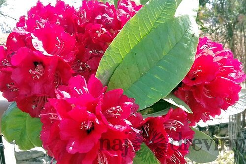 Rododendrón Bengal, výška 20/30 cm, v črepníku Rhododendron Bengal