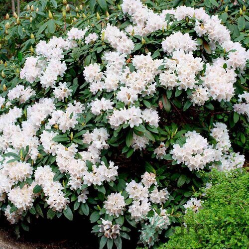 Rododendrón biely Cunnninghams White 30/40 cm, v črepníku 5l Rhododendron