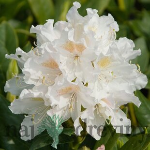 Rododendrón biely Cunnninghams White 30/40 cm, v črepníku 5l Rhododendron