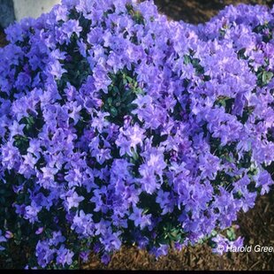 Rododendrón Blaue Mauritius, výška 20/40 cm, v črepníku Rhododendron Blue Mauritius