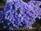 Rododendrón Blaue Mauritius, výška 20/40 cm, v črepníku Rhododendron Blue Mauritius