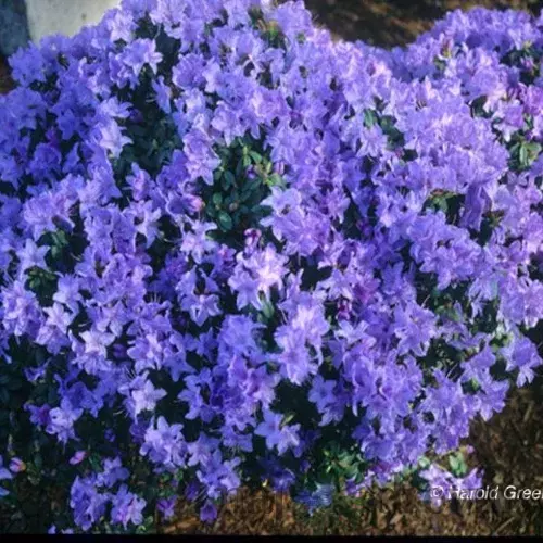 Rododendrón Blaue Mauritius, výška 20/40 cm, v črepníku Rhododendron Blue Mauritius