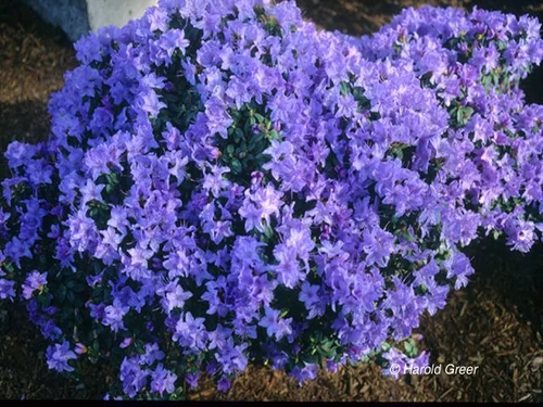 Rododendrón Blaue Mauritius, výška 20/40 cm, v črepníku Rhododendron Blue Mauritius