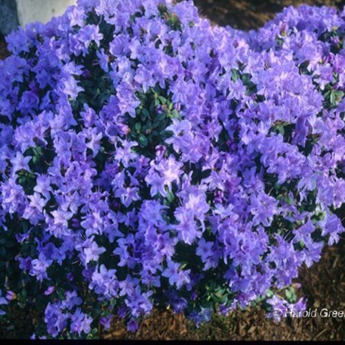 Rododendrón Blaue Mauritius, výška 20/40 cm, v črepníku Rhododendron Blue Mauritius