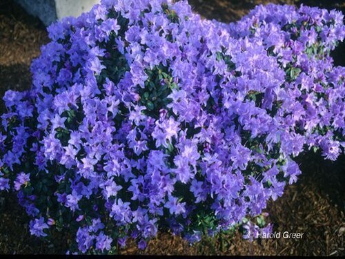 Rododendrón Blaue Mauritius, výška 20/40 cm, v črepníku Rhododendron Blue Mauritius