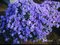 Rododendrón Blaue Mauritius, výška 20/40 cm, v črepníku Rhododendron Blue Mauritius