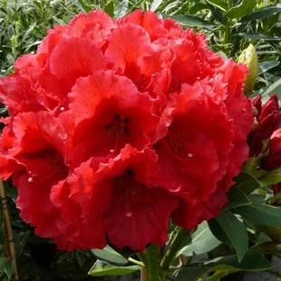 Rododendrón červený 30/40 cm, v črepníku Rhododendron