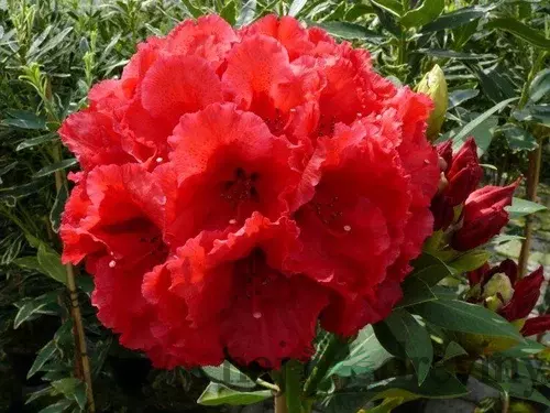 Rododendrón červený 30/40 cm, v črepníku Rhododendron