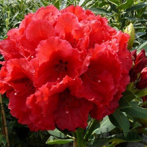 Rododendrón červený 30/40 cm, v črepníku Rhododendron