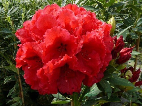 Rododendrón červený 30/40 cm, v črepníku Rhododendron