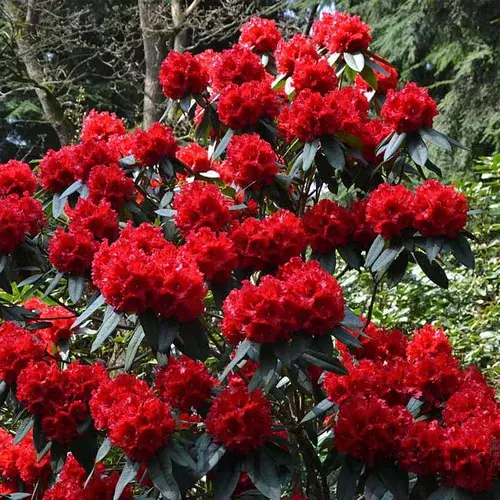Rododendrón červený 30/40 cm, v črepníku Rhododendron
