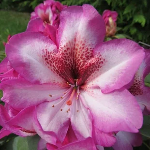 Rododendrón Cosmopolitan na kmienku 30 cm, v črepníku Rhododendron Cosmopolitan
