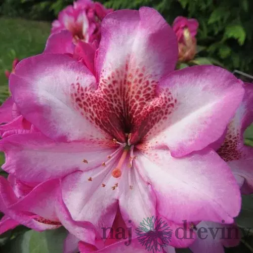 Rododendrón Cosmopolitan na kmienku 30 cm, v črepníku Rhododendron Cosmopolitan