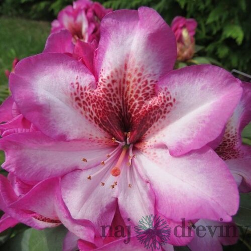 Rododendrón Cosmopolitan na kmienku 30 cm, v črepníku Rhododendron Cosmopolitan