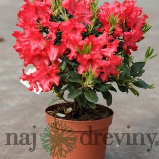 Rododendrón Erato, výška 30/40 cm, v črepníku Rhododendron Erato