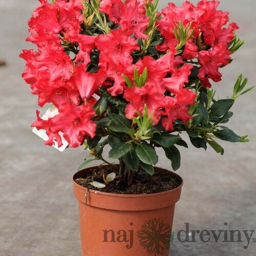 Rododendrón Erato, výška 30/40 cm, v črepníku Rhododendron Erato