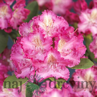 Rododendrón Germania, výška 25/+ cm, v črepníku 4l Rhododenrón Germania