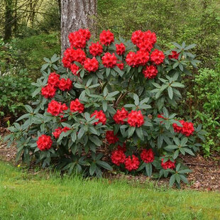 Rododendrón Lord Roberts 70/80 cm, v črepníku Rhododendron Lord Roberts