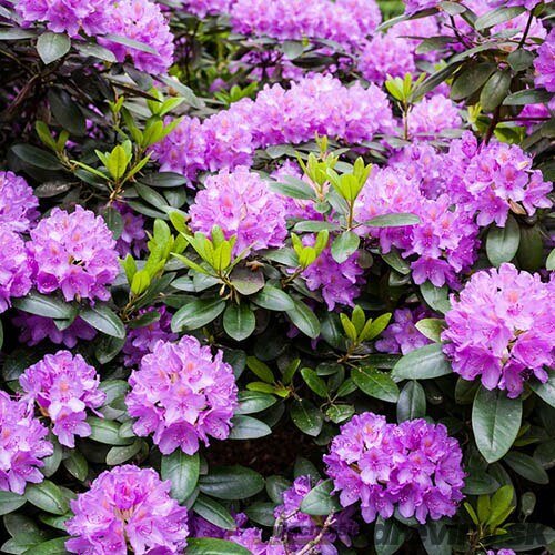Rododendrón Marcel Menard, výška 50/60 cm, v črepníku 10l Rhododendron Marcel Menard
