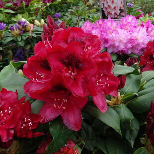 Rododendrón Matador, výška 25/+ cm, v črepníku 4l Rhododendron ‘Matador‘