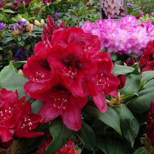 Rododendrón Matador, výška 25/+ cm, v črepníku 4l Rhododendron ‘Matador‘