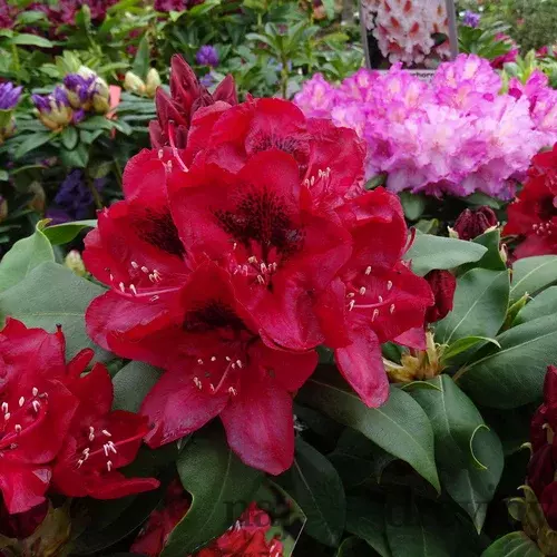 Rododendrón Matador, výška 25/+ cm, v črepníku 4l Rhododendron ‘Matador‘