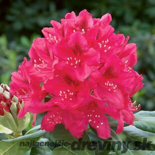 Rododendrón Nova Zembla, výška 25/+ cm, v črepníku 4l Rhododenrón Nova Zembla