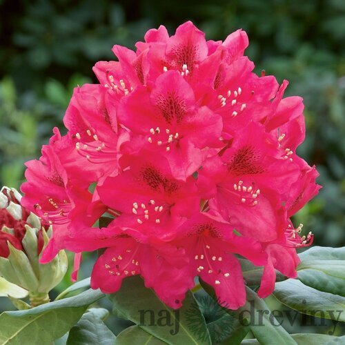 Rododendrón Nova Zembla, výška 25/+ cm, v črepníku 4l Rhododenrón Nova Zembla