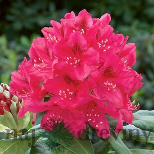 Rododendrón Nova Zembla, výška 25/+ cm, v črepníku 4l Rhododenrón Nova Zembla