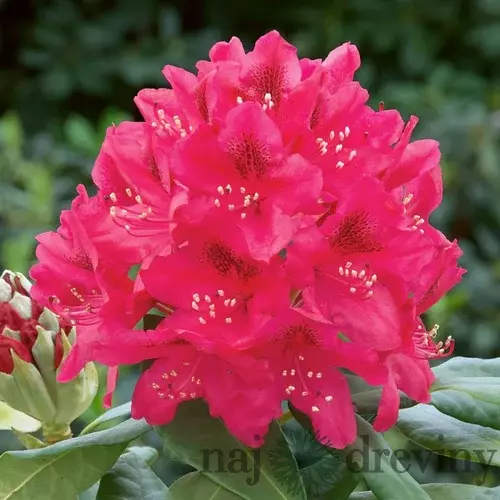 Rododendrón Nova Zembla, výška 25/+ cm, v črepníku 4l Rhododenrón Nova Zembla