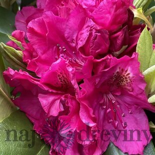 Rododendrón Pearce‘s American Beauty, výška 25/+ cm, v črepníku Rhododendron ‘Belami Hachbela‘