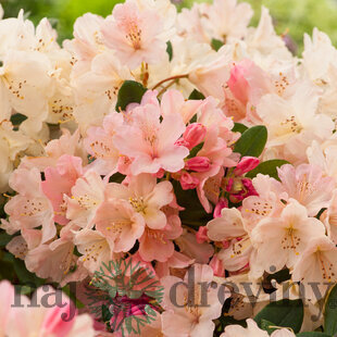 Rododendrón Percy Wiseman 30/50 cm, v črepníku Rhododendron Percy Wiseman