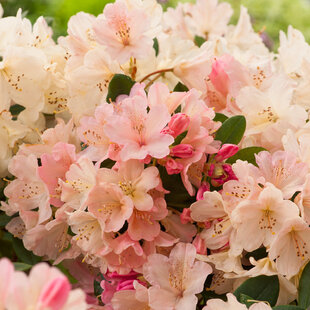 Rododendrón Percy Wiseman 30/50 cm, v črepníku Rhododendron Percy Wiseman