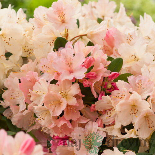 Rododendrón Percy Wiseman 30/50 cm, v črepníku Rhododendron Percy Wiseman