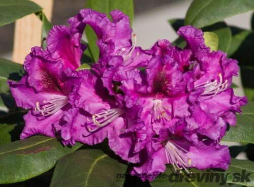Rododendrón Rasputin, výška 20/30 cm, v črepníku 5l Rhododendron ‘Rasputin‘
