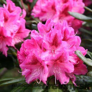 Rododendrón ružový 30/40 cm, v črepníku Rhododendron