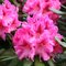 Rododendrón ružový 30/40 cm, v črepníku Rhododendron
