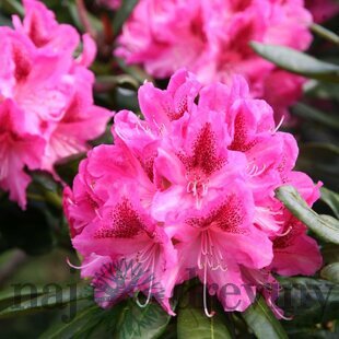 Rododendrón ružový 30/40 cm, v črepníku Rhododendron