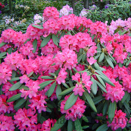Rododendrón ružový 30/40 cm, v črepníku Rhododendron